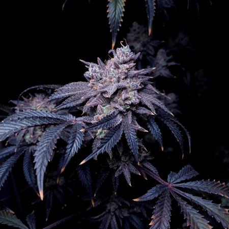 Lemon Cherry Runtz 🍒 🍋 💥