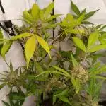 Delicious Cookies Auto