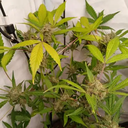 Delicious Cookies Auto