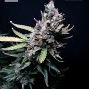 Z ( Zkittlez ) Auto kannabia