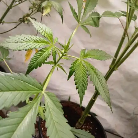 Apricot Auto