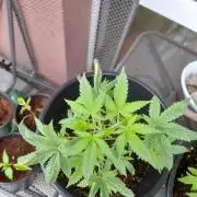 Sour J. Auto