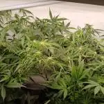 Watermelon zkittles