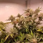 Papaya - Gary Payton