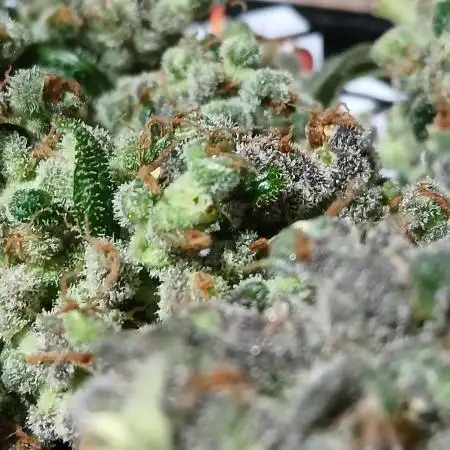 Pineapple slush xl Auto