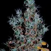 Skywalker OG