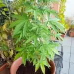 Outdoor Dream Sherbet