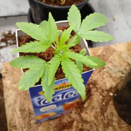 Skywalker OG