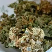 Outdoor Dream Sherbet