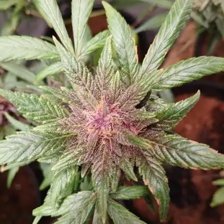 Banana purple Punch Auto