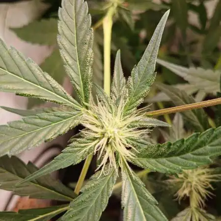 Delicious Cookies Auto