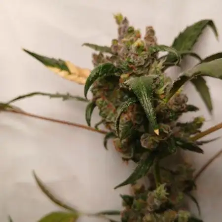Pineapple slush xl Auto