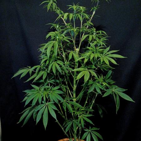 Lemon Cherry Runtz 🍒 🍋 💥