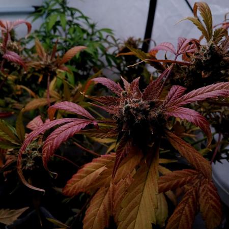 Delicious Cookies Auto