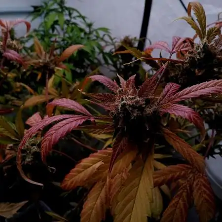 Delicious Cookies Auto