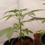 Banana Guava Auto