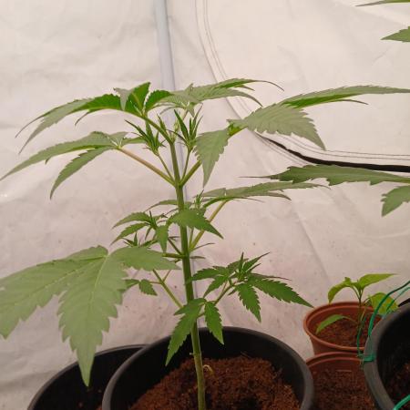 Banana Guava Auto