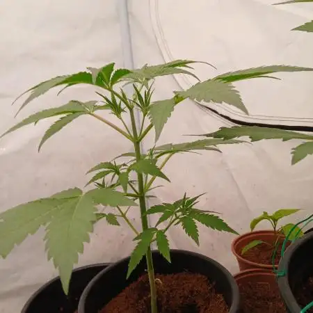 Banana Guava Auto