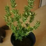 Sour J. Auto