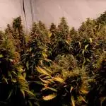 Wild Strawberry F1 Auto