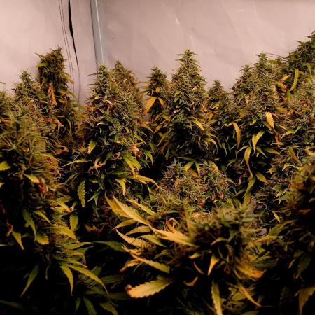 Wild Strawberry F1 Auto