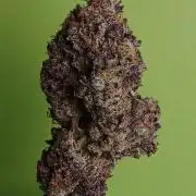 SLH x GMO