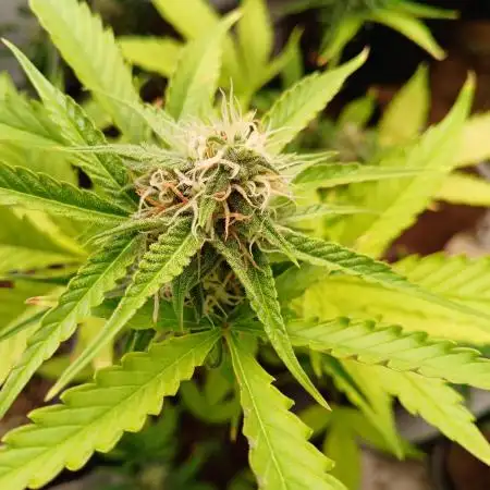 Pineapple Express