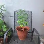 Outdoor Dream Sherbet