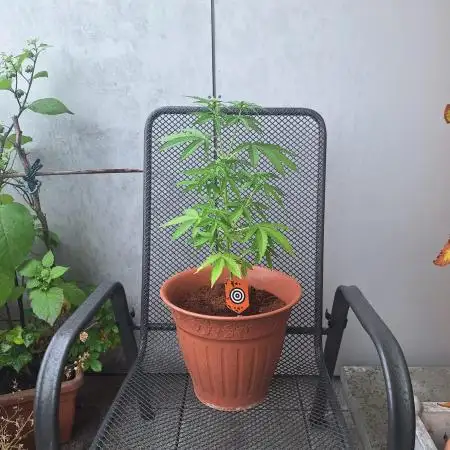 Outdoor Dream Sherbet