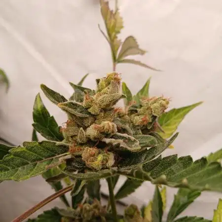 Apple Fritter