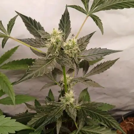 Apple Fritter