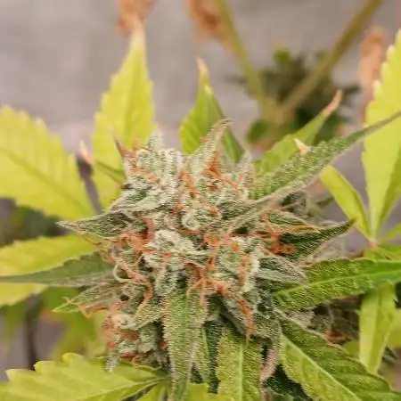 Pineapple Express