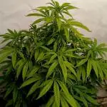 I dont no regular #Haze 90s