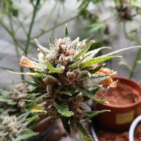 Apricot Auto