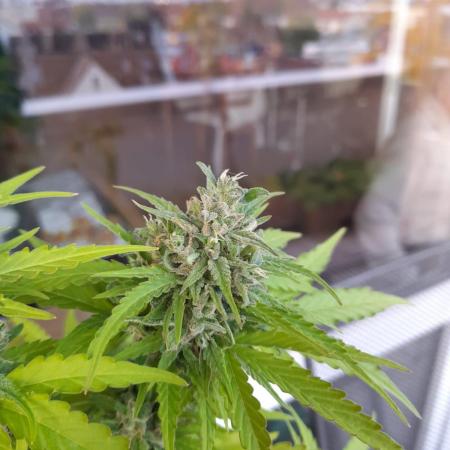 Outdoor Dream Sherbet