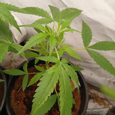 Watermelon zkittles