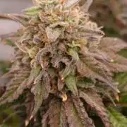 Papaya - Gary Payton