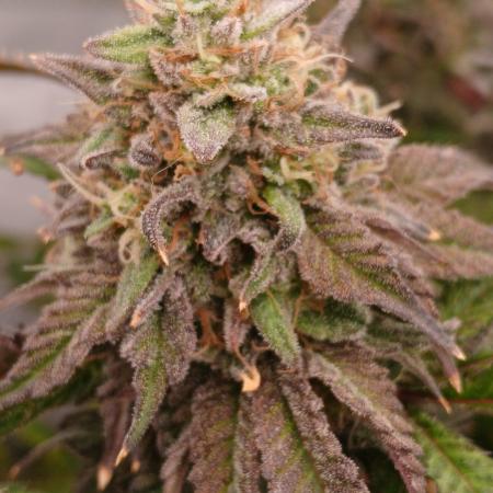 Papaya - Gary Payton