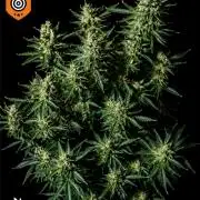 Z ( Zkittlez )  Auto kannabia