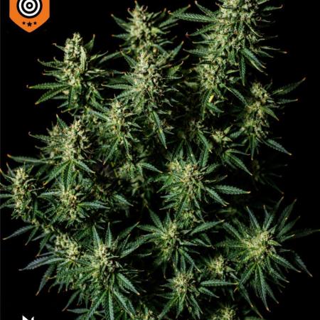 Z ( Zkittlez )  Auto kannabia