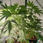 Strain A !!!!