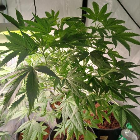 Strain A !!!!