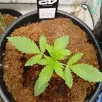 Lemon Cherry Runtz 🍒 🍋 💥