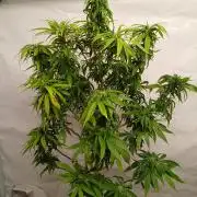 I dont no regular #Haze 90s