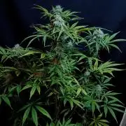 Cheese x Runtz = Chuntz