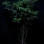 Papaya - Gary Payton