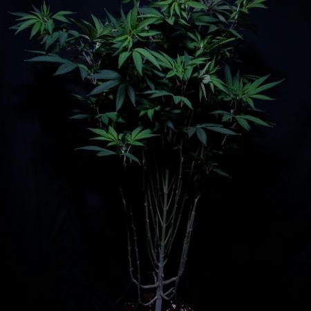 Papaya - Gary Payton