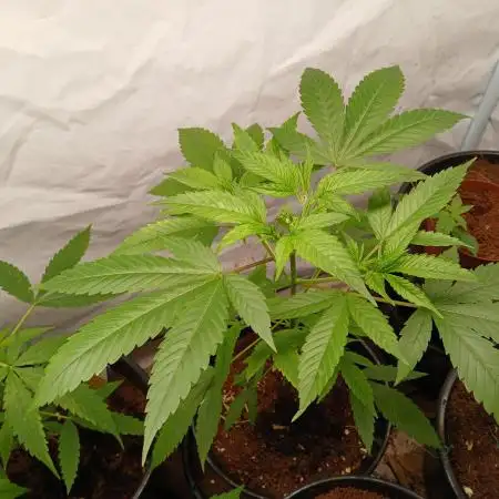 Strain A !!!!