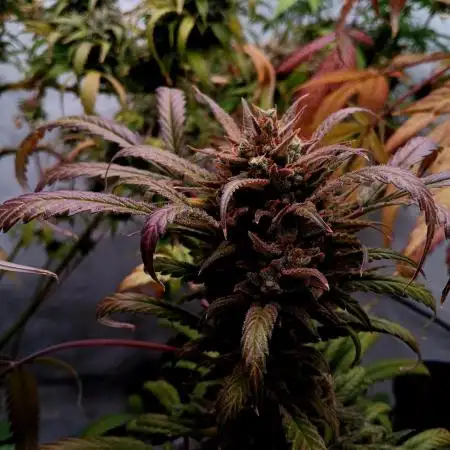 Delicious Cookies Auto