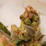 Apple Fritter